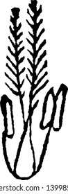 This picture of a grass, the anther attach to lower side, leaves grow upside it thin and little bit long, vintage line drawing or engraving illustration.