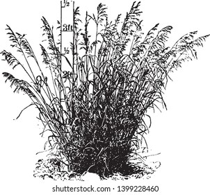 This picture is a grass of brome, this grass is 3ft long and thin, this a bunch of grass, vintage line drawing or engraving illustration.