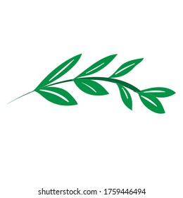 this picture is a green leaf with short branches