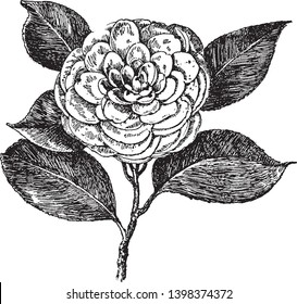 This is a picture of H.A. Downing Camellia Japonica. Its flower has very broad petals. It has large green leaves, vintage line drawing or engraving illustration.