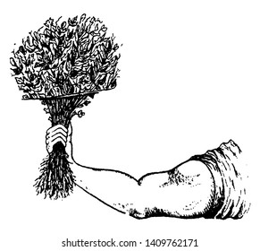 In diesem Bild werden Hände gesehen; der Mann hat einen Haufen Kräuter in ihrem Arm genommen, eine Vintage-Linie Zeichnung oder Gravitation Illustration.