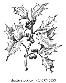 This is picture of Holly plant which is a member of Aquifoliaceae family. Its evergreen or deciduous trees, shrubs found worldwide, vintage line drawing or engraving illustration.