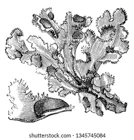 This is a picture of Iceland Moss and it is lichen. It grows in Iceland, vintage line drawing or engraving illustration.