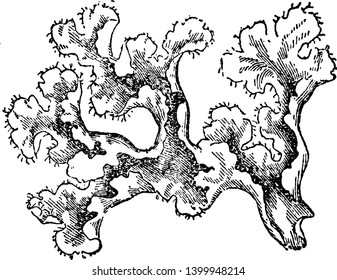 This Is A Picture Of Iceland Moss And It Is Lichen. It Grows In Iceland And Its Branches Being Channelled, Vintage Line Drawing Or Engraving Illustration.