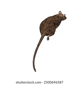 Esta imagen es un Vector de ilustración aislado de la vida silvestre animal del diseño del RATÓN 
