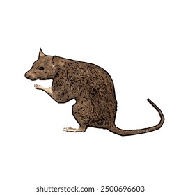 Esta imagen es un Vector de ilustración aislado de la vida silvestre animal del diseño del RATÓN 