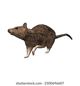 Esta imagen es un Vector de ilustración aislado de la vida silvestre animal del diseño del RATÓN 