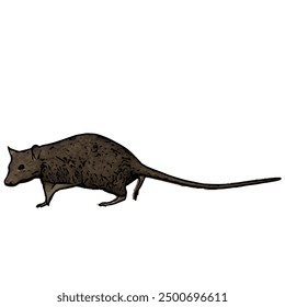 This picture is ilustration vector isolated of animal wildlife of MOUSE design 