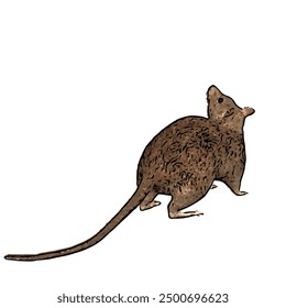 This picture is ilustration vector isolated of animal wildlife of MOUSE design 