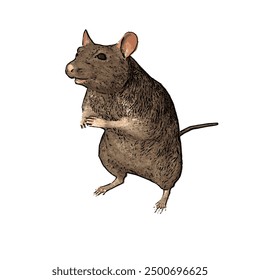 This picture is ilustration vector isolated of animal wildlife of MOUSE design 