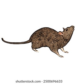 This picture is ilustration vector isolated of animal wildlife of MOUSE design 
