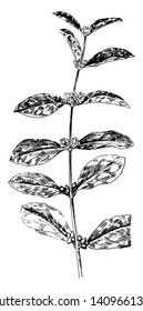 This picture of Indian currant and elder leaves, vintage line drawing or engraving illustration.
