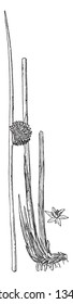 This picture of Juncus Conglomeratus, flowers grow on direct stems node, they looks short plant, vintage line drawing or engraving illustration.