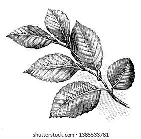 In this picture this is Leaf arrangement of European beech, vintage line drawing or engraving illustration.