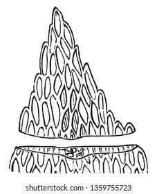 In this picture, the leaf is cut off and part of it is shown are here. The leaf inside are many layer example cell, cuticle, wax cell, vein etc, vintage line drawing or engraving illustration.