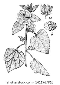 This picture is of Marshmallow flowering plant is a species native to Europe, Western Asia, and North Africa. And a shows flower b showing Althaea Officinalis, vintage line drawing or engraving