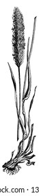 This picture is a meadow foxtail. Stems are round and long. Awn is long and pointed. Flower bud grow in upside of grass, vintage line drawing or engraving illustration.