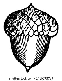 This is a picture of a nut plant which is a one-celled fruit. It is surrounded by a hard circuit with symmetry, vintage line drawing or engraving illustration.