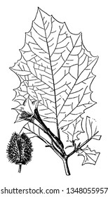 This picture part of jimson weed, the flowers looks trumpet shape; flowers growing on node, there are some seed in the bud, vintage line drawing or engraving illustration.