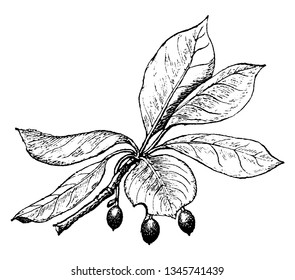 In this picture are the Pepperidge tree and this tree is another name is tupele tree the tree is fine and it is the fruit of the Black Paper. The fruit is used for cooking more, vintage 