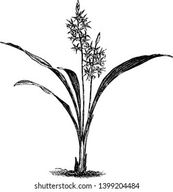 This is a picture of Phaius Grandifolius. Flowers are brown in inner side and white on the outside and are three to four inches long, vintage line drawing or engraving illustration.