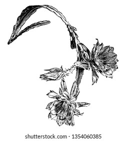 Esta es una foto de la rama de Phyllocactus Ackermanni, también conocida como Disocactus ackermannii. Las ramas de esta planta son en su mayoría hacia abajo, dibujo vintage de líneas o ilustración de grabado.