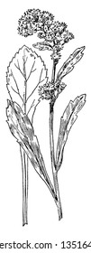 This picture is a plant called Alpine Golden-Rod; it is a member of the Composite family, vintage line drawing or engraving illustration.