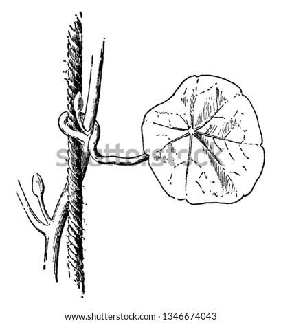 This is a picture of plant which is showing its stem bud & leaf, vintage line drawing or engraving illustration.