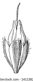 This is a picture of plantain flower of Bud. The anther growing on bud, the bud covered by hairy sepal, vintage line drawing or engraving illustration.