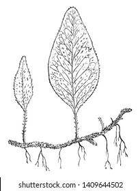 This is a picture of Polypodium Piloselloides wide-creeping fern, whereas the barren ones are oblong, vintage line drawing or engraving illustration.