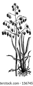 This picture of quaking grass. It stem are very long, and thin leaves growing from root, and flower growing upper side, vintage line drawing or engraving illustration.