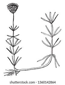 This picture is representing Selerolepis with stem leaf & bud, vintage line drawing or engraving illustration.