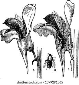 This picture is representing Toad-Flax flower and a bee that is visited to flower for nectar, vintage line drawing or engraving illustration.