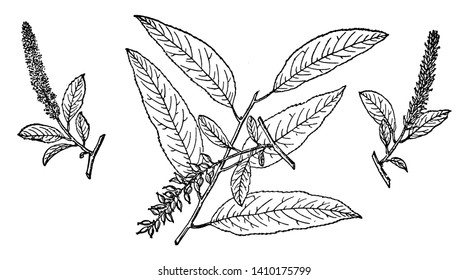 This picture represents Branch of Red Willow with leaves, buds & flowers also known as Salix Laevigata. Its found in Pacific Coastal California, vintage line drawing or engraving illustration.