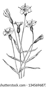 This picture represents Corn Cockle flower which is known as Agrostemma Githago or Caryophyllaceae grows on bordering regions of Europe and Asia, vintage line drawing or engraving illustration.