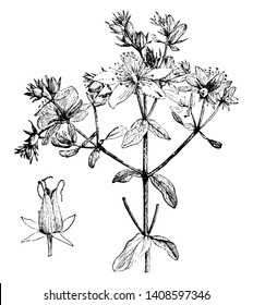 This picture represents Dehiscing Capsule and Portion and Inflorescence of Hypericum Perforatum which is generally known as Perforate St John's-Wort, vintage line drawing or engraving illustration.