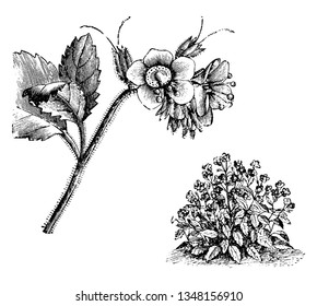 Dieses Bild repräsentiert Habit und freistehende Blumenzweig von Phacelia Viscida. Diese Blumen sind blau oder lila. wächst im Juli. Stiele werden aus ihren Zweigen errichtet, Vintage