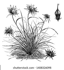 Esta imagen representa Habit y la Flor desprendida de Phyteuma Humile que también se conoce como rampión cuerno y su flor florecen en julio, dibujo vintage o ilustración grabadora.