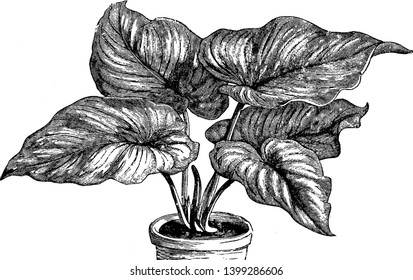 This picture represents Philodendron Mamei plant. Its leaves are very broad and large heart shaped stem less plant, vintage line drawing or engraving illustration.