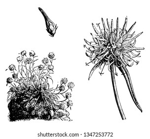 This picture represents Phyteuma Charmelii which also known as horned Rampion member of Campanulaceae family this flower bloom May to August, vintage line drawing or engraving illustration.