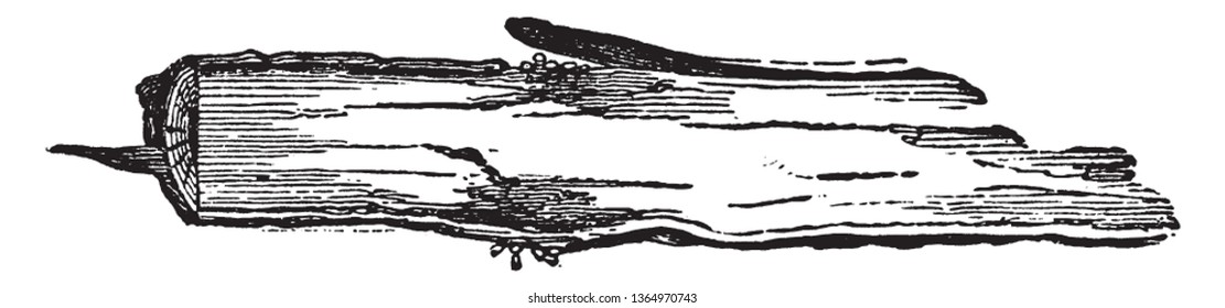 This picture represents root of Phylloxera Vastatr and location of the eggs, vintage line drawing or engraving illustration.