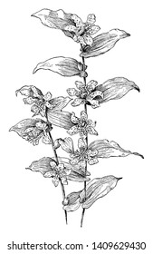 This picture is represents Tricyrtis hirta flowers which is known as toad lily, or hairy toad lily grows stream banks in central and southern Japan, vintage line drawing or engraving illustration.