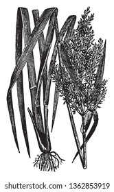 This is a picture of a Rice plant and they come in Mud and Plant stalk is long and thin Its Roots are too small, vintage line drawing or engraving illustration.