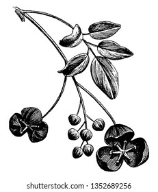 This picture is showing an akebia quinata flower. Branches are thin and long. The flowers are small and round shaped. Petals are small thin, heart-shaped leaves. Flower grows into the group, vintage 