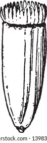 This picture is showing akenes. It is a starting to grow. The upper side is rounded and lower side is pointed. This part growing upside, vintage line drawing or engraving illustration.