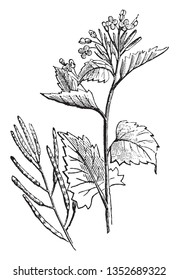 This picture is showing an allaria officinalis. The stem is thin and long. Heart shaped leaf. Flower and pod grows upside of pant. Small flower, vintage line drawing or engraving illustration.
