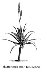 This Picture Is Showing An Aloe Vera Flower Plant. The Stem Is Long And Thick Rounded. The Leaves Are Thorny. Flower Growing Upside Of Pant, Vintage Line Drawing Or Engraving Illustration.