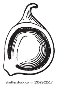 This picture is showing anemone akene. It is single akene. It is showing inner part of akene, vintage line drawing or engraving illustration.