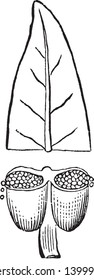 This picture showing an anther and leaf. It is lower part of anther. It has been cut off; the inner part of anther there is a seeds, vintage line drawing or engraving illustration.