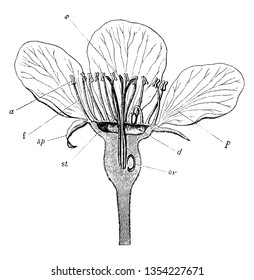 This picture showing a Bartlett pear flower. This image showing a inner part of flower. The filament is thin and short, petals are thin. The stigma is grows on inner side of flower, vintage 